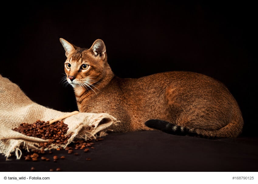 Chausie
