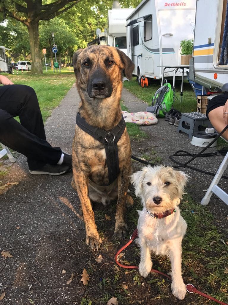 Ein großer und ein kleiner Hund sitzen nebeneinander. Beschriftung lautet: Kleine Hunde brauchen anderes Futter als große Hunde.