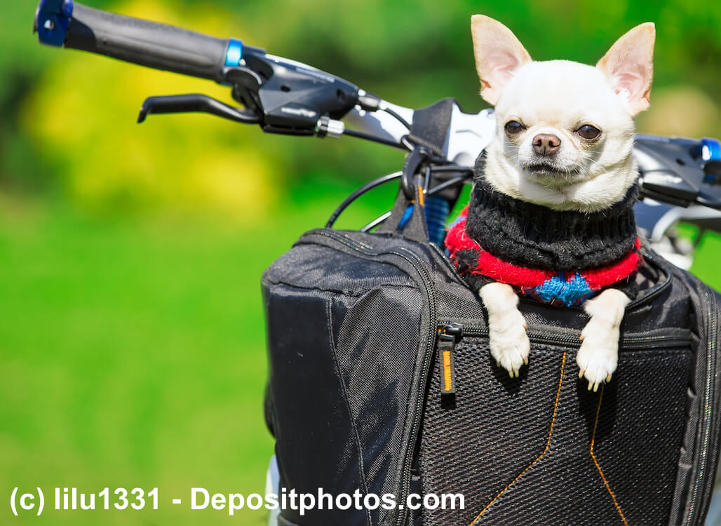Chihuahua im Fahrradkorb für Hunde