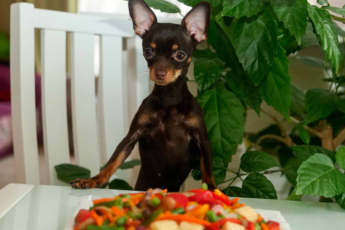 Ein Chihuahua steht auf einem Stuhl mit den Vorderpfoten auf dem Tisch vor ihm ein Teller mit Gemüse. Beschriftung lautet: Wenn Dein Hund abnehmen muss, kommt es nicht nur auf die Futtermenge sondern auch den Inhalt an.