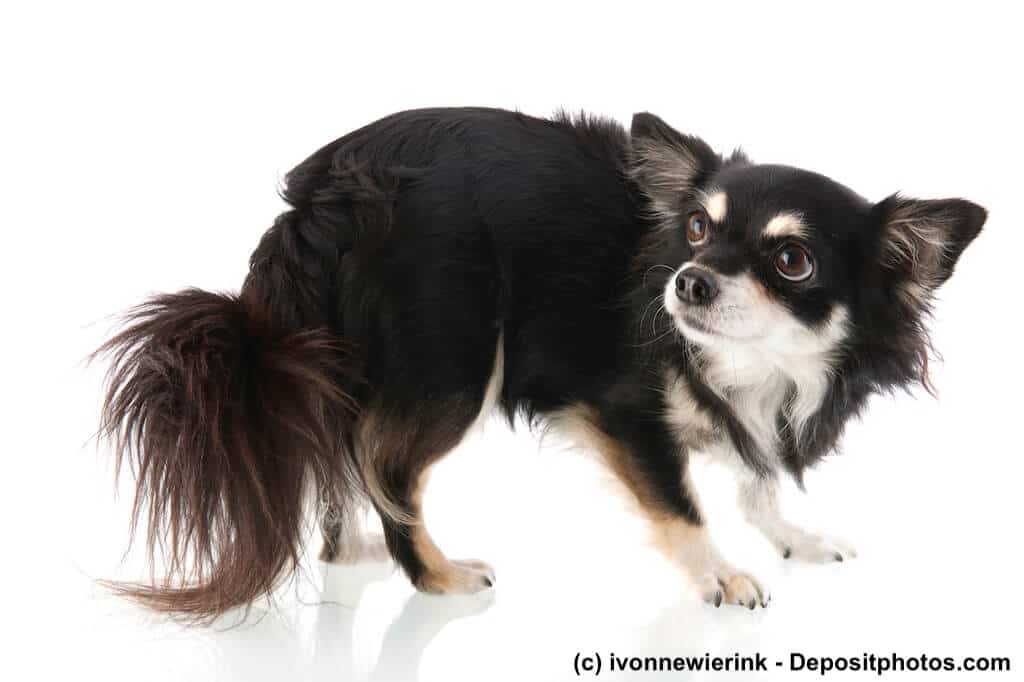Ein geduckter, verängstigter Chihuahua vor weißem Hintergrund.