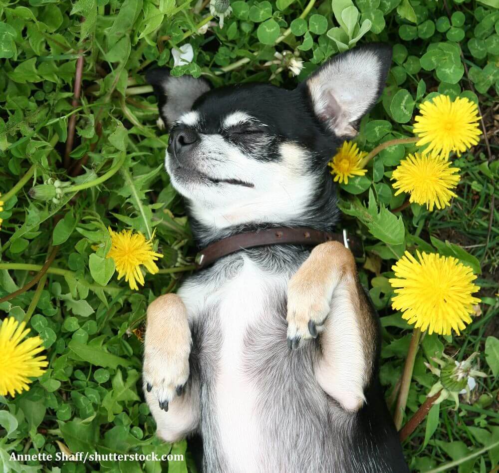 Chihuahua genießen wie alle Hunde die Natur
