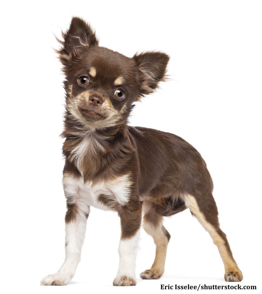 Chihuahua sind sehr auf ihr Herrchen fixiert