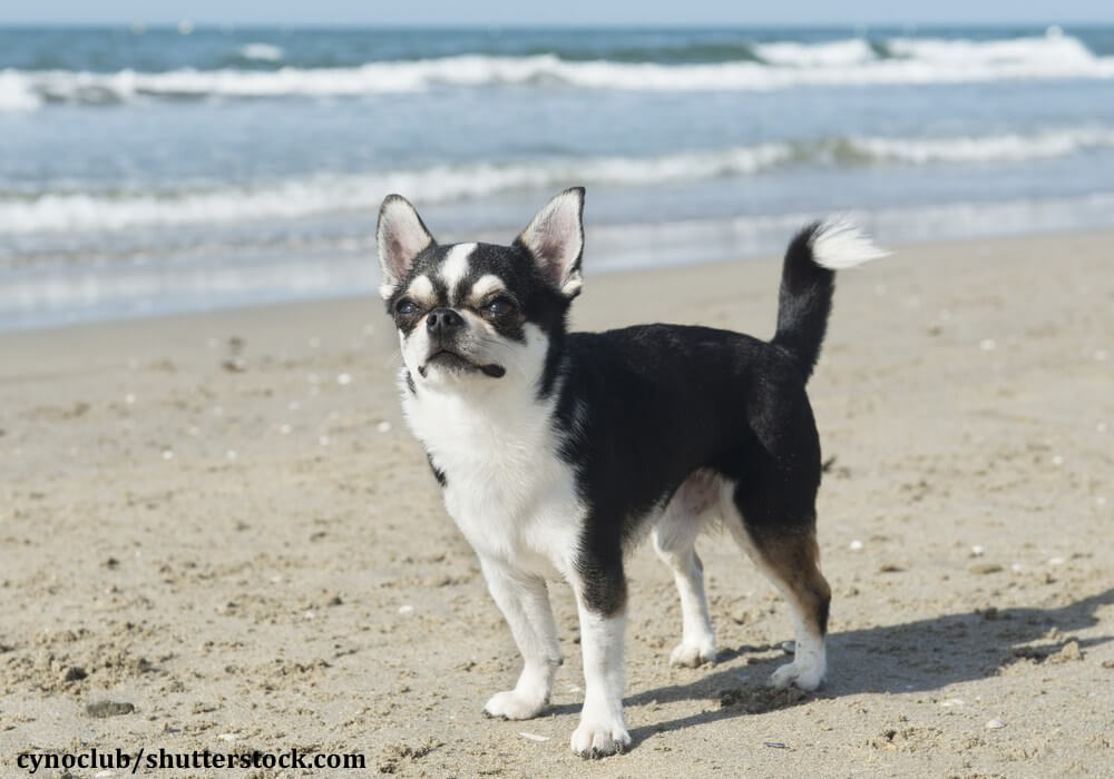 Kurzhaariger Chihuahua am Strand