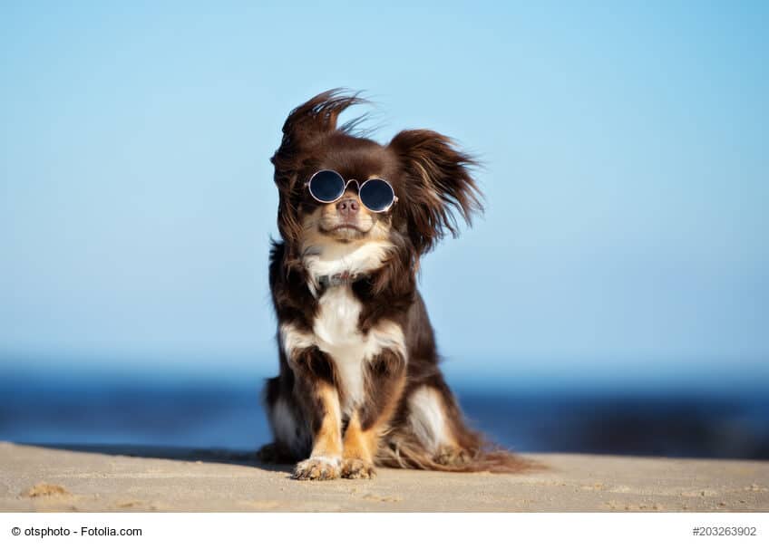 Wusstest du das? Diese Farben gibt es beim Hund