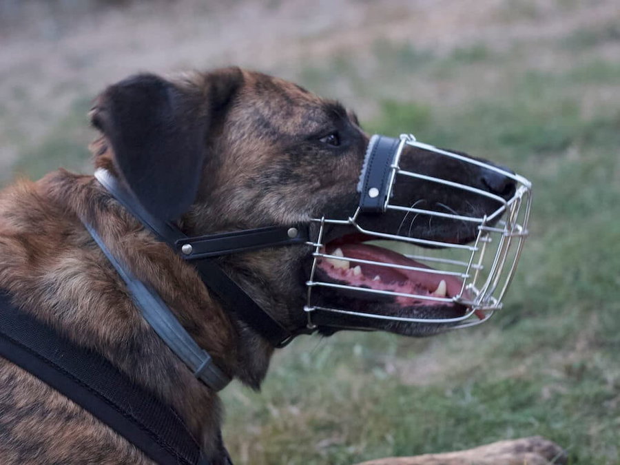 Das Maulkorbtraining - So gewöhnst Du deinen Hund an einen Maulkorb