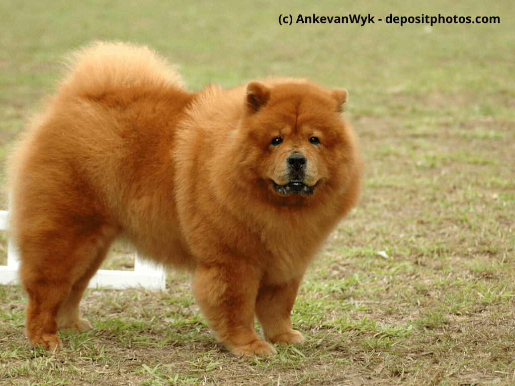 Chow-Chow