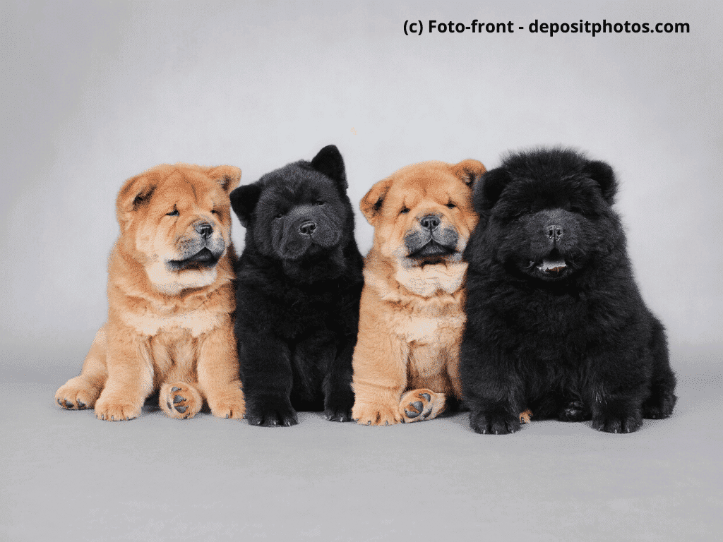 Chow-Chow Welpen in beige und schwarz auf grauem Hintergrund