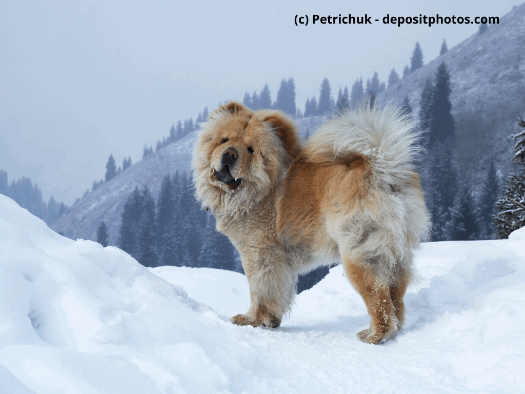 Chow-Chow im Schnee in den Bergen