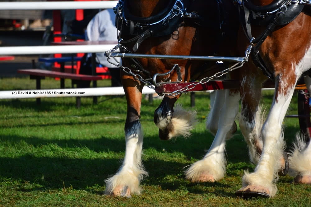 Vor einer Kutsche eingespannte Clydesdale Pferde