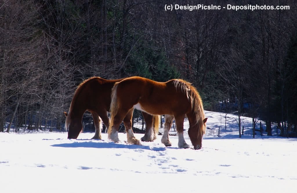 Hart im nehmen, zwei Clydesdale Pferde im Schnee