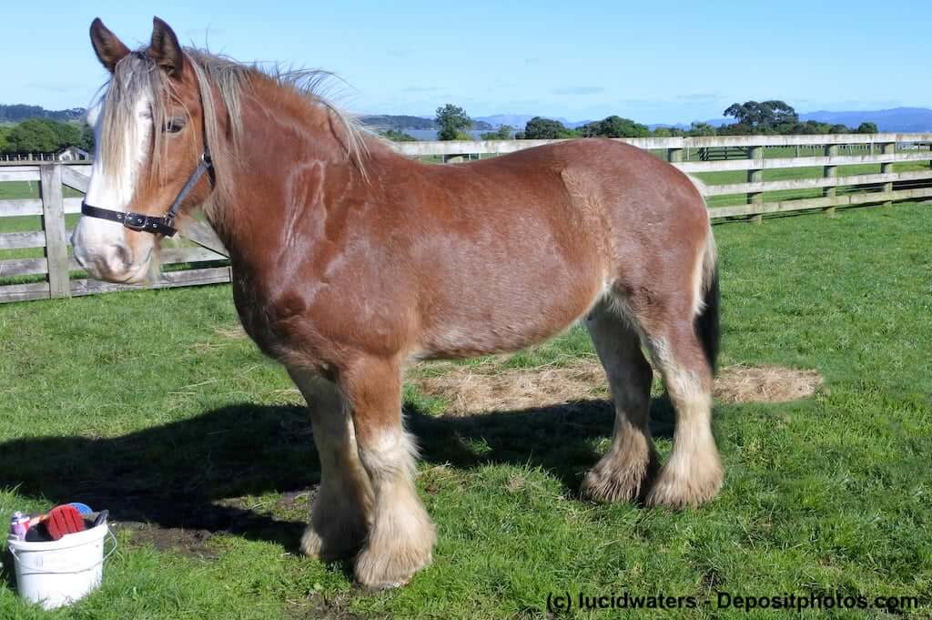 Clydesdale