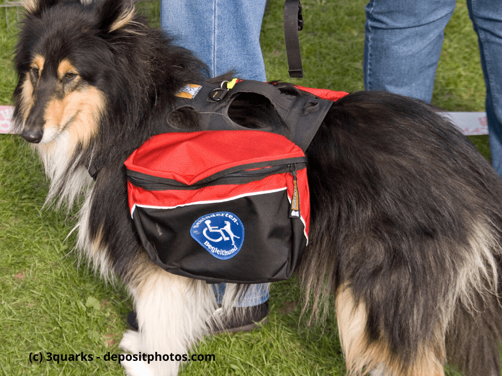 Collie mit Packtaschen und Behinderten-Begleithund-Logo steht neben Menschen auf Gras