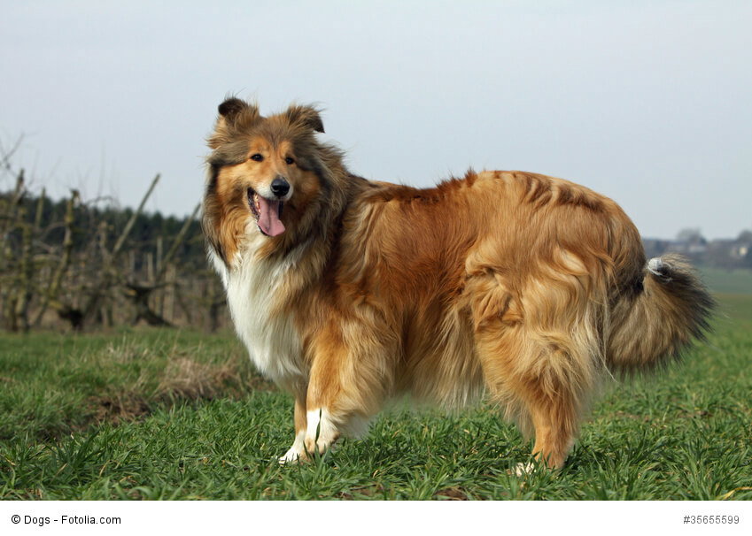 Lassie hat die Collies weltberühmt gemacht