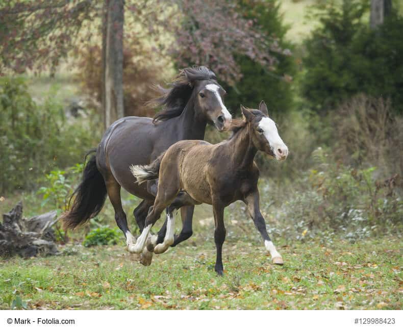 Connemara-Pony Familie laufen im Galopp durch den Wald