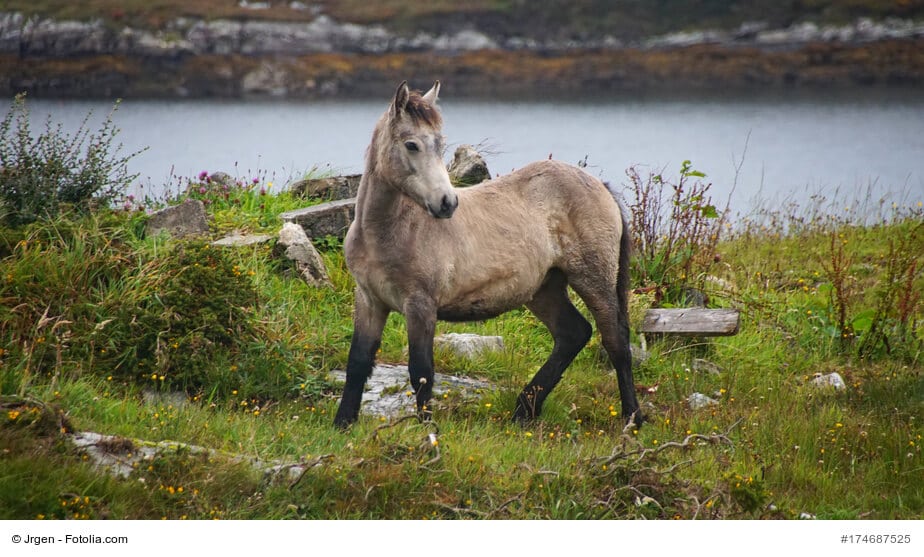 Connemara-Pony Fohlen auf einer Wiese vor einem Fluss
