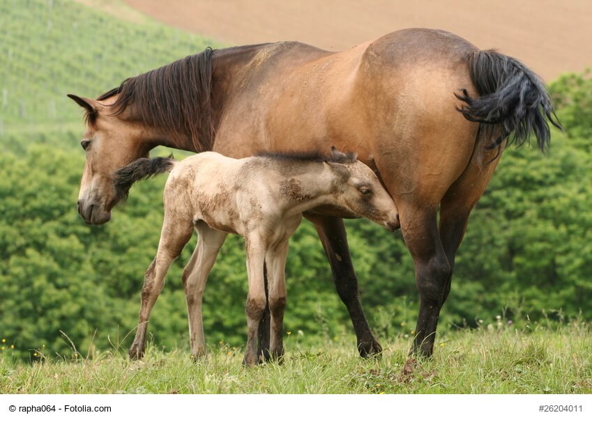 Hellbraun-Beige geflecktes Connemara-Pony Fohlen saugt Milch bei seiner Mutter