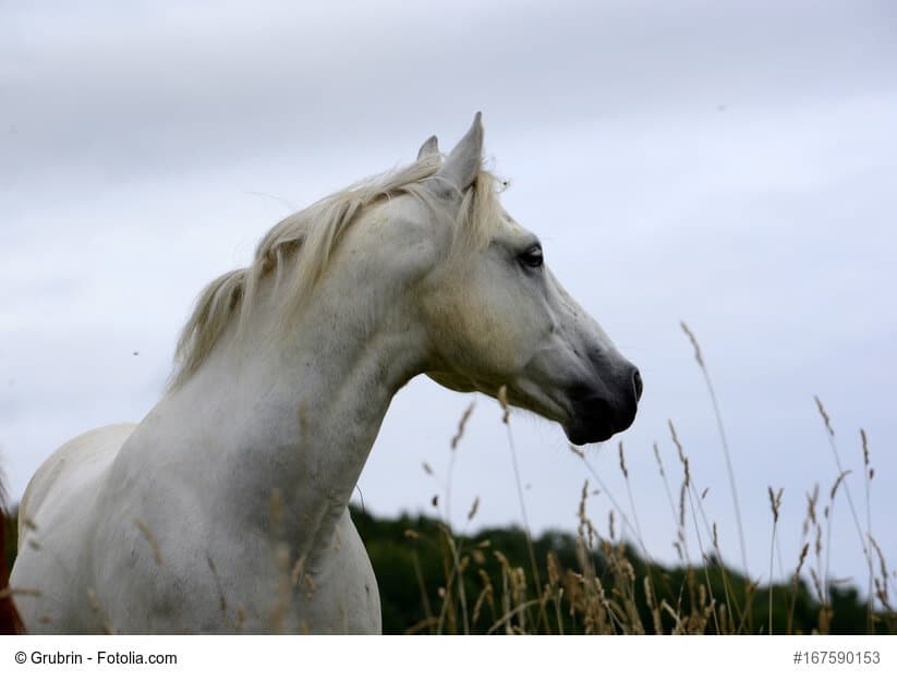 Nahaufnahme eines weißen Connemara-Pony