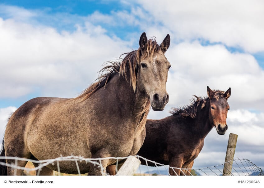 Connemara-Pony