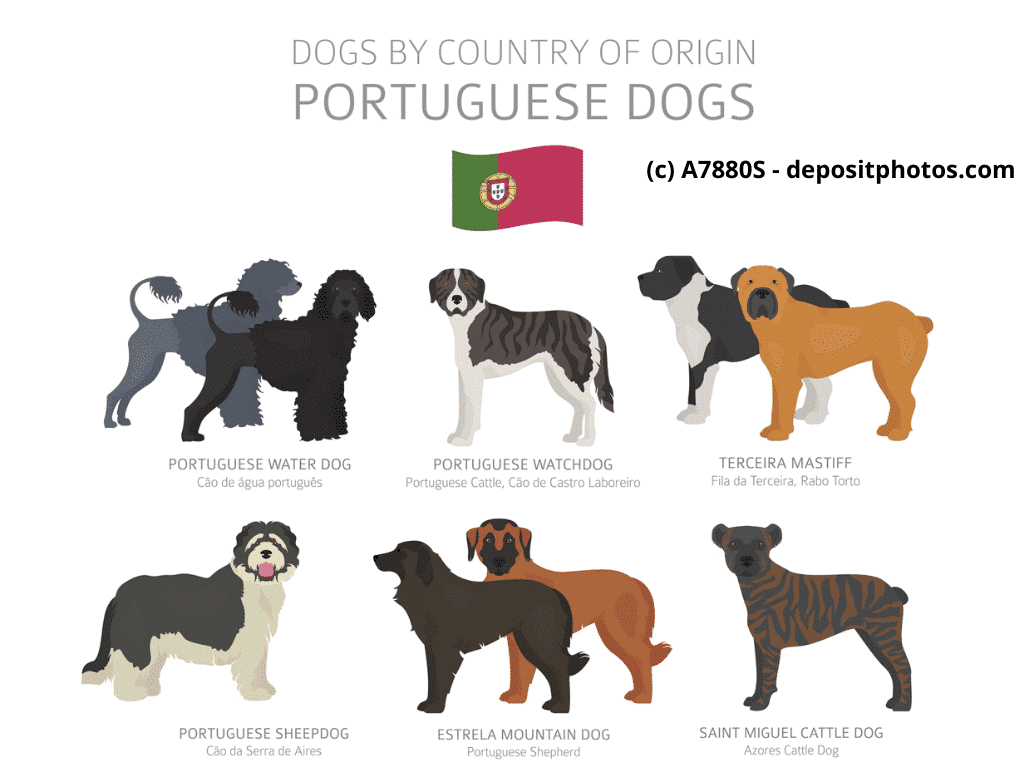 Cão Fila de São Miguel Cão da Serra de Estrela Portugal Hunderassen Infografik 6