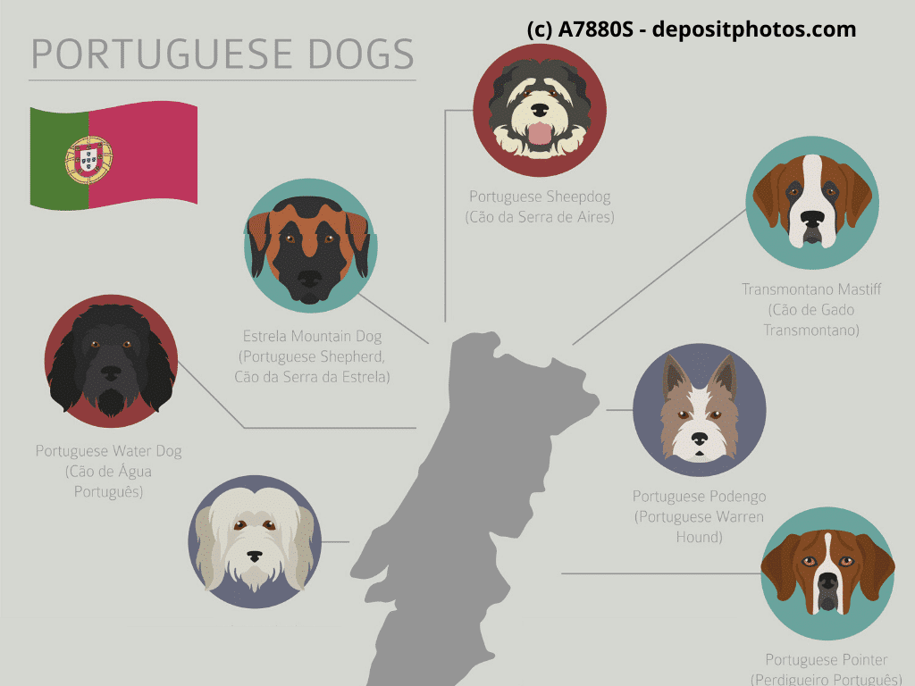 Cão Fila de São Miguel, Cão da Serra de Estrela Portugal Hunderassen Infografik 5