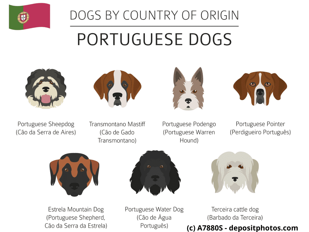 Cão Fila de São Miguel, Cão da Serra de Estrela Portugal Hunderassen Infografik 4
