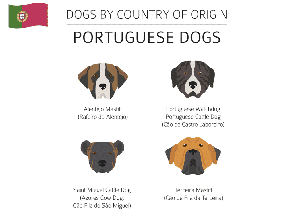 Cão Fila de São Miguel, Rafeiro do Alentejo, Cão de Castro Laboreiro Portugal Hunderassen Infografik 3