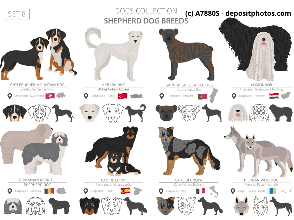 Cão Fila de São Miguel Portugal Hunderassen Infografik 2