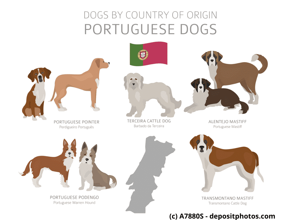 Cão Fila de São Miguel Portugal Hunderassen Infografik