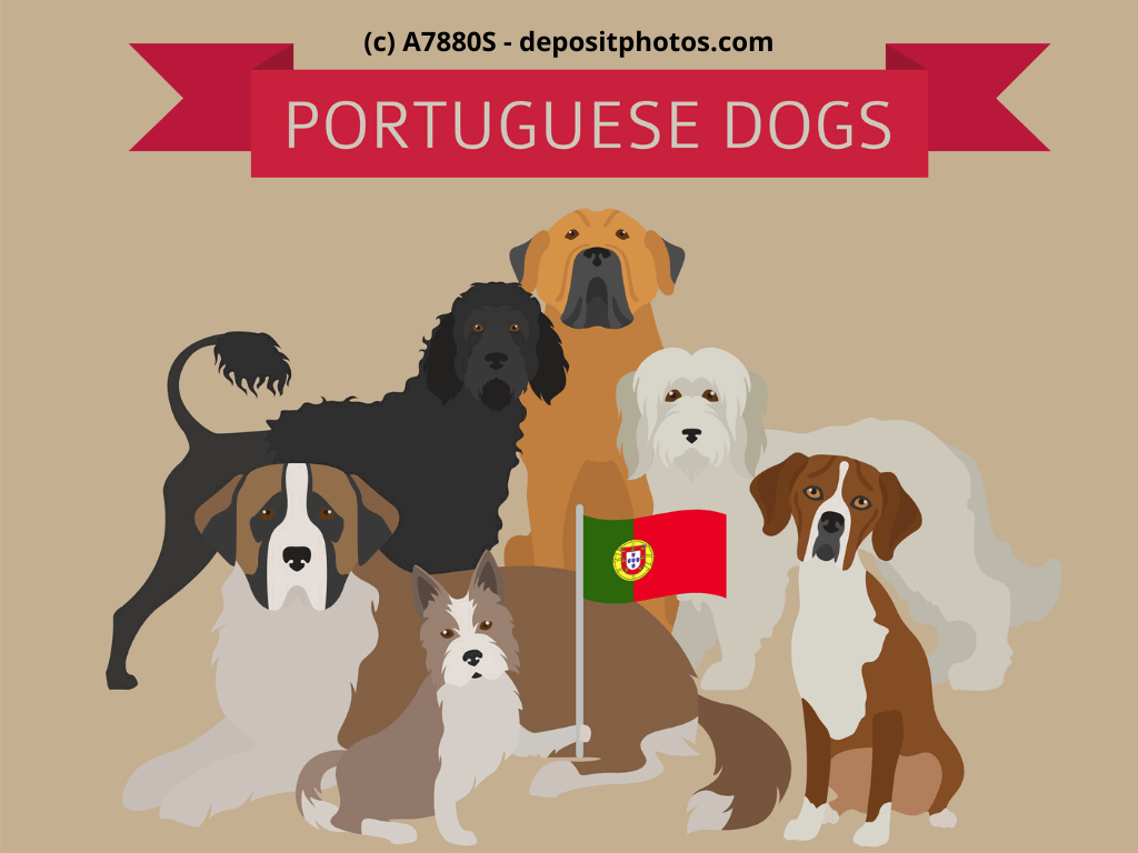 Cão Fila de São Miguel