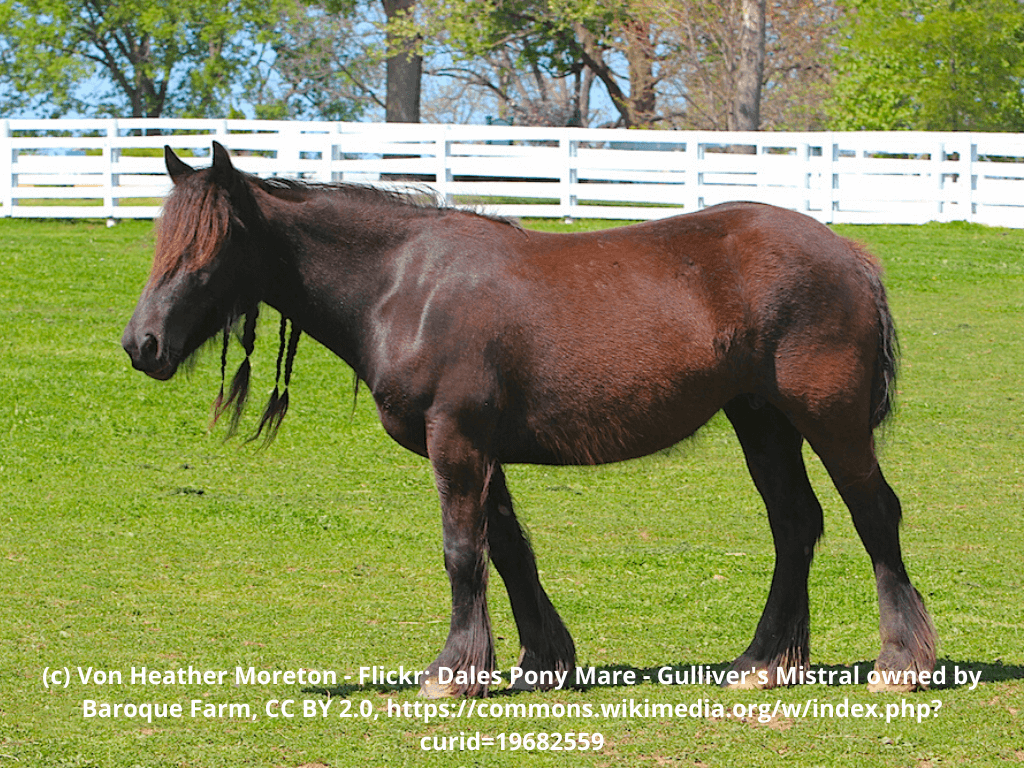 Dales-Pony