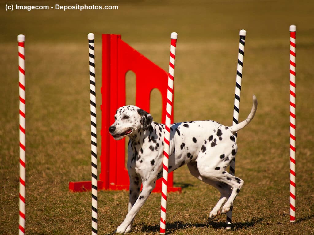 Agility für Dalmatiner