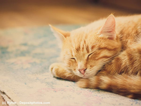 Warum schnurren Katzen?