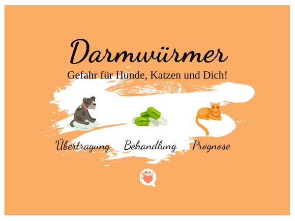 Darmwürmer bei Hund und Katze