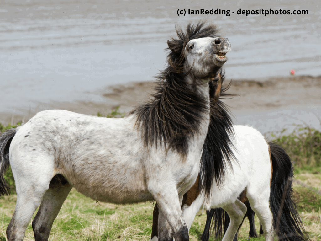 Dartmoor-Pony
