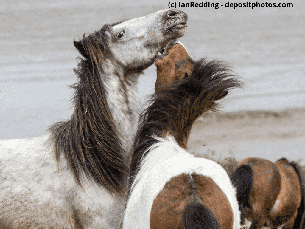Dartmoor-Pony auf küstennahem Grasland