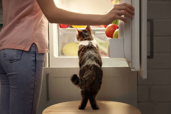 Giftige Lebensmittel für Katzen – ein Überblick