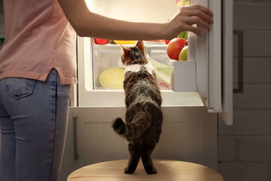 Giftige Lebensmittel für Katzen – ein Überblick