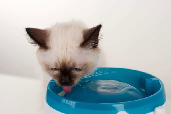 Immer ausreichend hydriert: Das ist der beste Trinkbrunnen für deine Katze