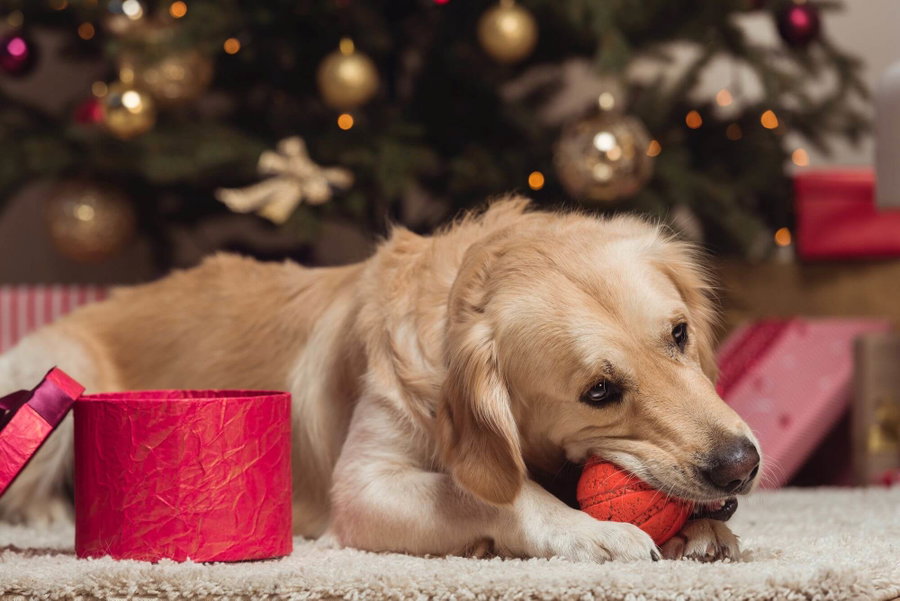 Die besten Weihnachtsgeschenke für Hunde
