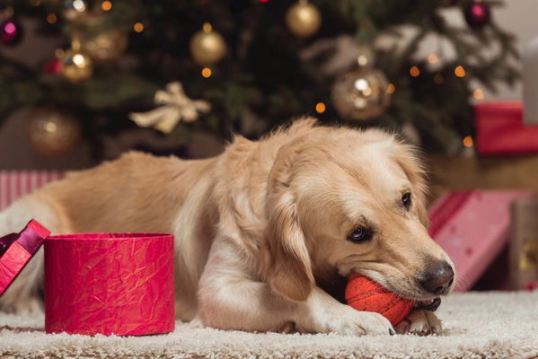 Die besten Weihnachtsgeschenke für Hunde
