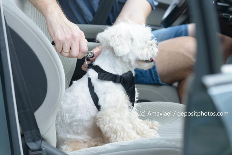 Kaufratgeber: Das beste Autogeschirr für jeden Hund
