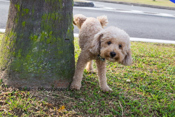 Warum markieren Hunde?