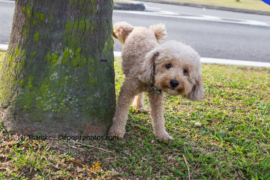 Warum markieren Hunde?