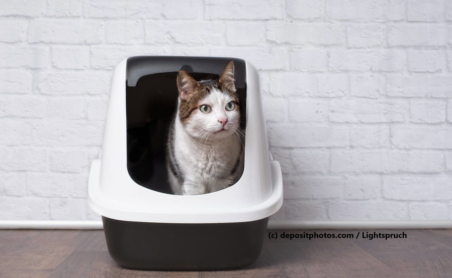 Kaufratgeber: Welches Katzenklo passt zu meiner Katze?