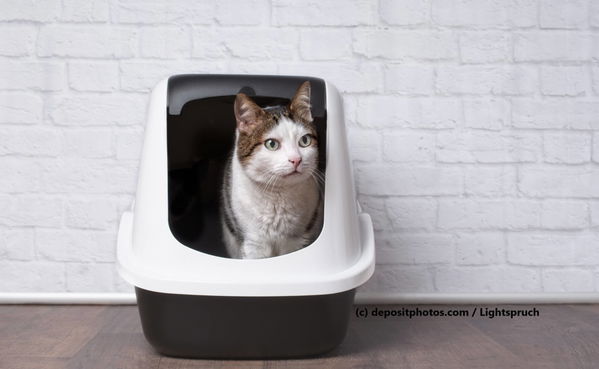 Kaufratgeber: Welches Katzenklo passt zu meiner Katze?