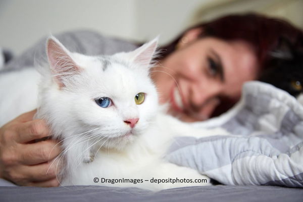 Warum pinkelt meine Katze ins Bett? 5 Notfalltipps & Ursachen