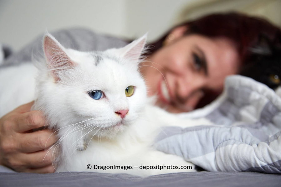 Erfahre, warum deine Katze es liebt, mit dir im Bett zu schlafen!