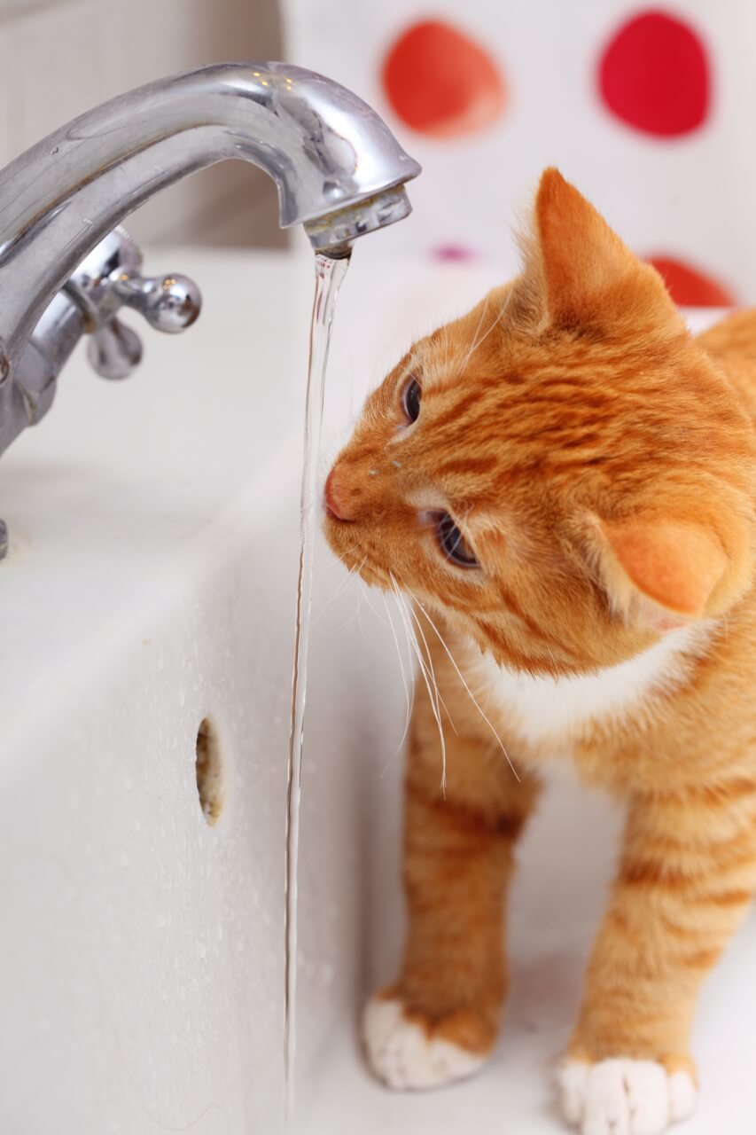 Lucky Kitty Trinkbrunnen im Test