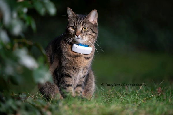 Sicherheit für Freigänger-Katzen! Finde deine geliebten Vierbeiner immer wieder mit GPS-Trackern!